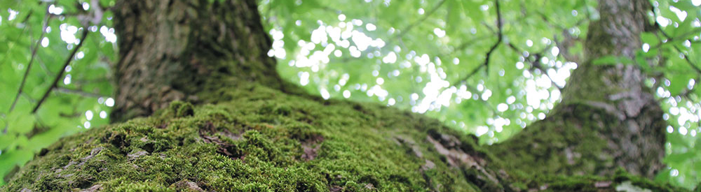 La gestion de la forêt communale