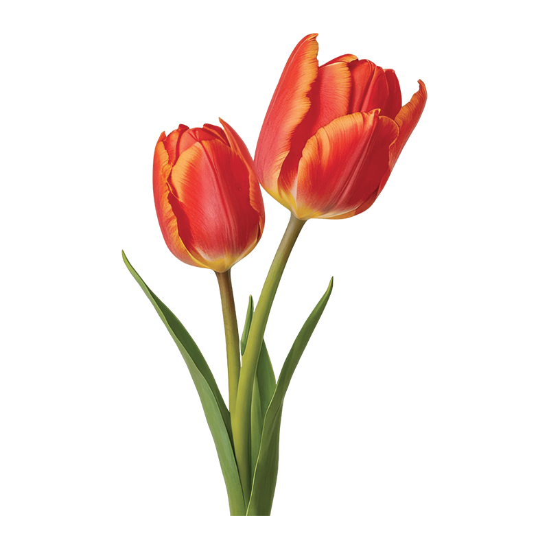 Tulipes