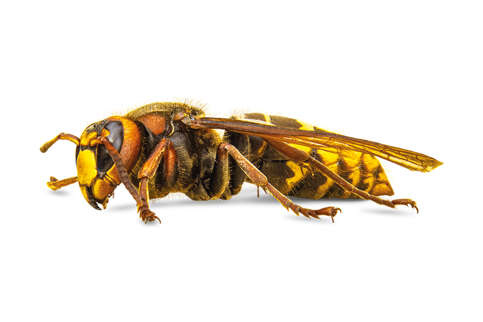 Frelon asiatique